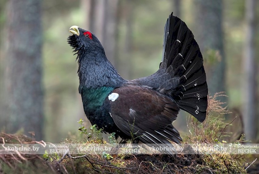Глухарь, тетерев, вальдшнеп: правила и сроки весенней охоты 2026
