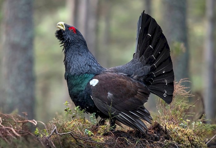 Глухарь, тетерев, вальдшнеп: правила и сроки весенней охоты 2026