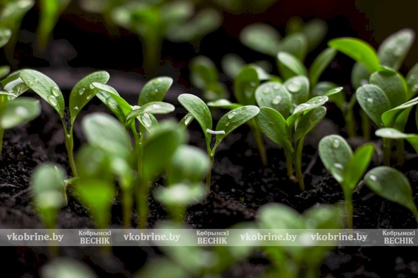 Посеяли семена, а ростков нет? Что мешает расти рассаде