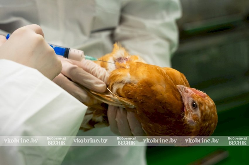 Бесплатно и надежно: в Кобринском районе пройдет вакцинация птицы против болезни Ньюкасла