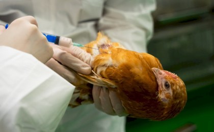 Бесплатно и надежно: в Кобринском районе пройдет вакцинация птицы против болезни Ньюкасла