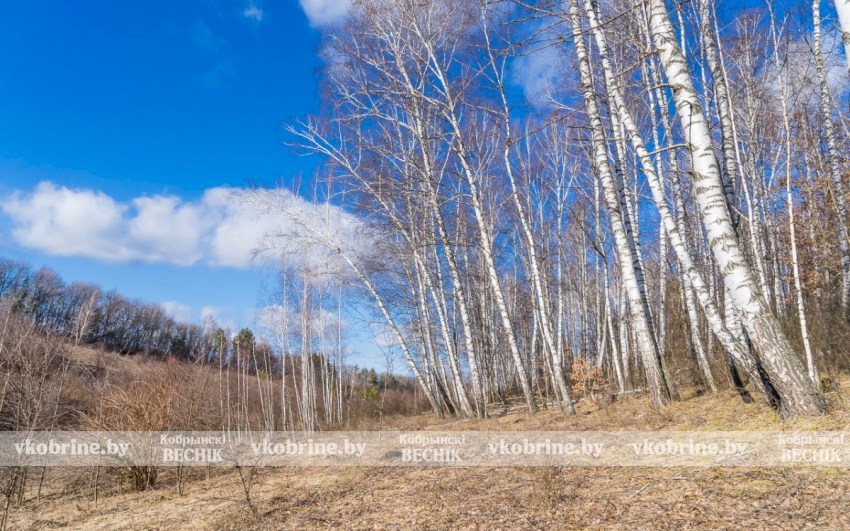 Никакого шанса для огня: почему в лесах Беларуси станет еще больше видеокамер?