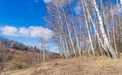 Никакого шанса для огня: почему в лесах Беларуси станет еще больше видеокамер?