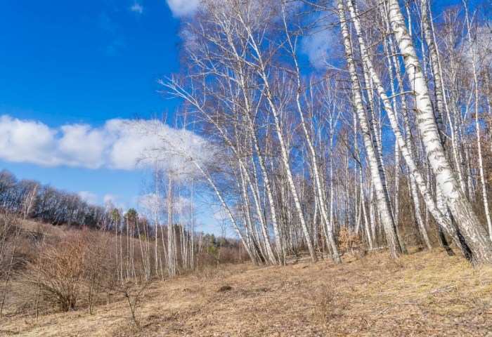 Никакого шанса для огня: почему в лесах Беларуси станет еще больше видеокамер?