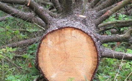 Самостоятельно спилить дерево в городе? Могут оштрафовать до 30 базовых