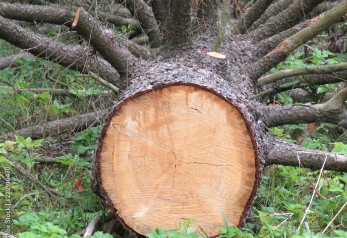 Самостоятельно спилить дерево в городе? Могут оштрафовать до 30 базовых