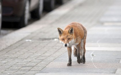 Рыжая гостья: что делать, если встретили лису в Кобрине?