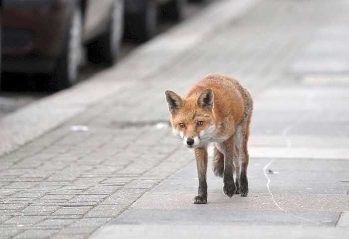Рыжая гостья: что делать, если встретили лису в Кобрине?