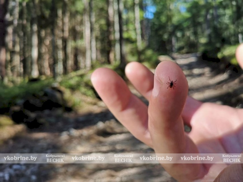 Сезон клещей начался: врач объяснила, как правильно удалить паразита и не навредить себе