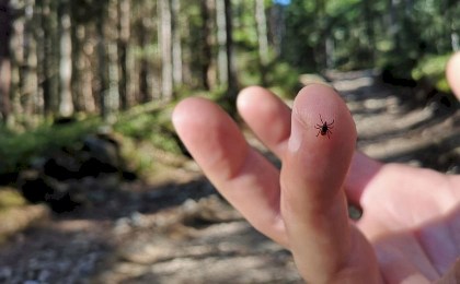 Сезон клещей начался: врач объяснила, как правильно удалить паразита и не навредить себе