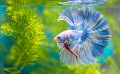 Какого питомца завести, если у вас нет времени: лучшие домашние животные для занятых