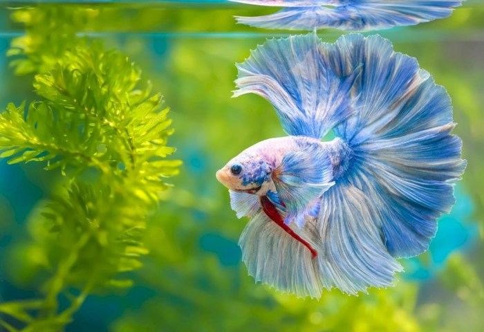 Какого питомца завести, если у вас нет времени: лучшие домашние животные для занятых