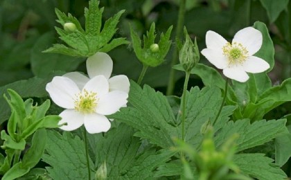 Смотреть, но не трогать: как не «попасть» на крупный штраф во время весенней прогулки