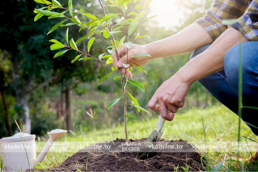 Весеннее обновление: Кобринщина приглашает жителей к участию в благоустройстве