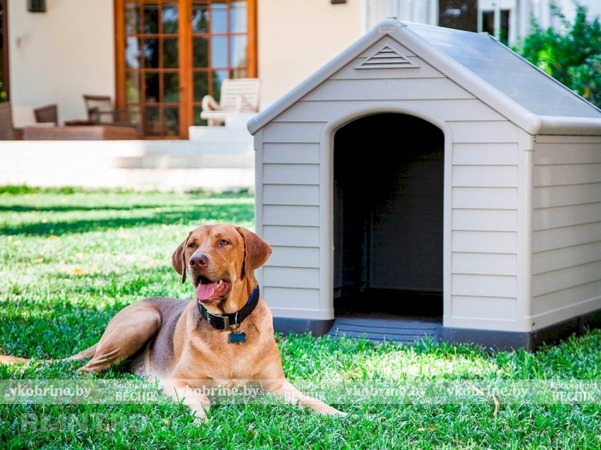 Владельцев собак в частном секторе ждёт двойная ответственность: нужна регистрация и отчёт о смерти