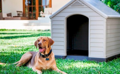 Владельцев собак в частном секторе ждёт двойная ответственность: нужна регистрация и отчёт о смерти