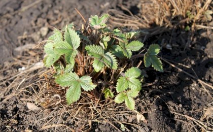 Клубника после зимы: как правильно ухаживать за грядками весной – пошаговая инструкция