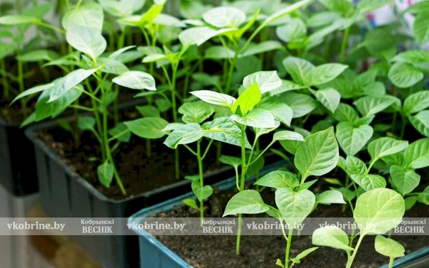 Садовод рассказал, чем подкормить рассаду перца