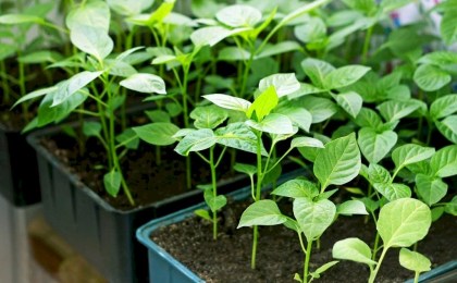 Садовод рассказал, чем подкормить рассаду перца