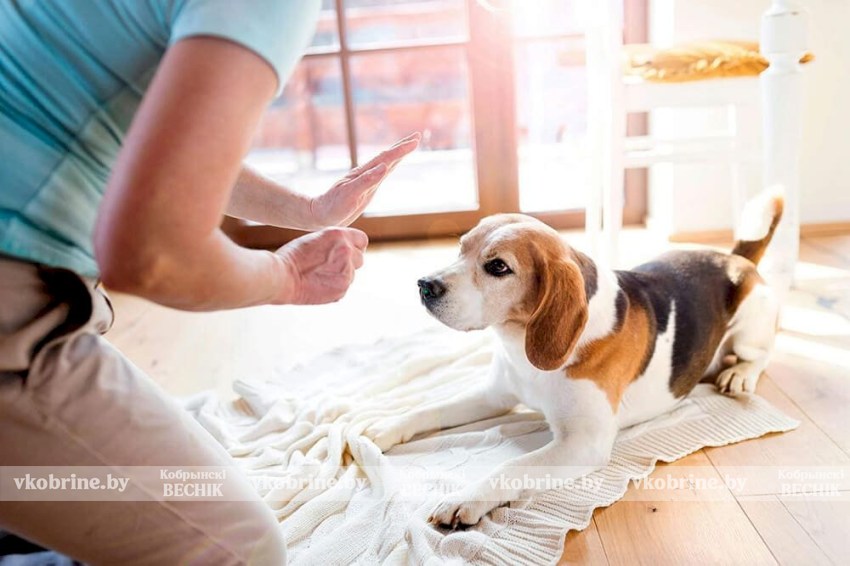 Почему при дрессировке собаки нельзя повторять команду по несколько раз