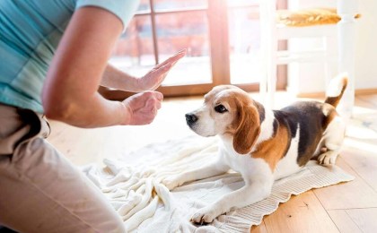 Почему при дрессировке собаки нельзя повторять команду по несколько раз