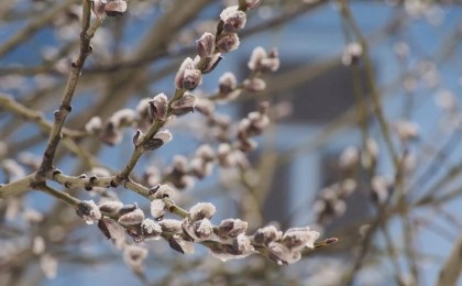 Теплее нормы, но с арктическими сюрпризами: Рябов — о том, чего ждать от апрельской погоды