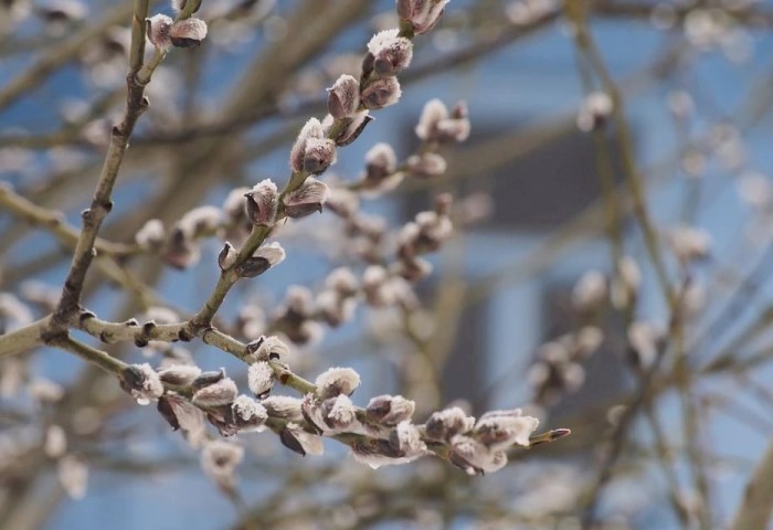 Теплее нормы, но с арктическими сюрпризами: Рябов — о том, чего ждать от апрельской погоды