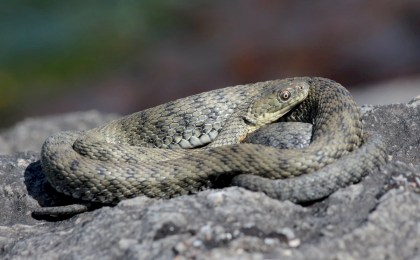 В Беларуси начался «змеиный сезон»