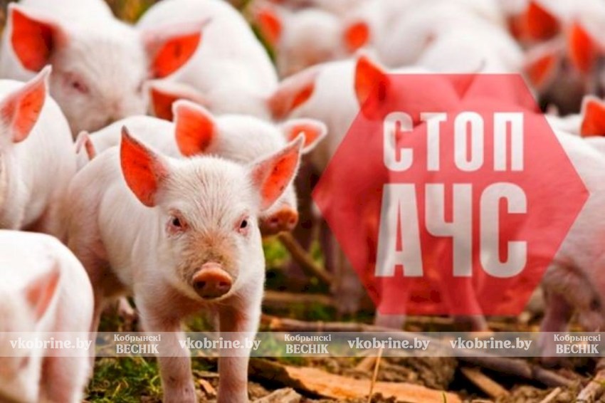 Осторожно: африканская чума свиней! Чем опасны походы в лес и отдых у воды