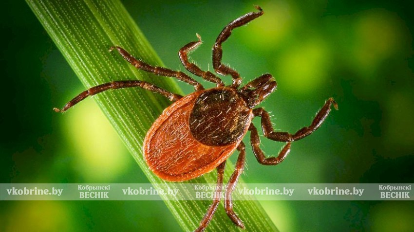 Высокая активность клещей в Кобринском районе! Читайте, как себя обезопасить