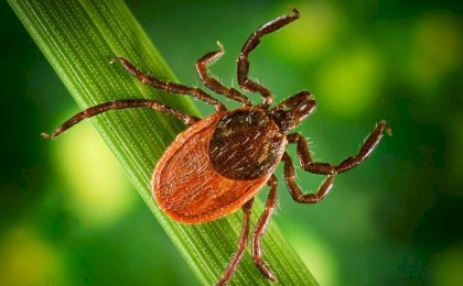 Высокая активность клещей в Кобринском районе! Читайте, как себя обезопасить