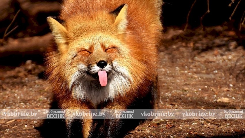 В Брестской области зафиксирован резкий рост случаев бешенства среди животных