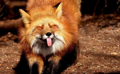 В Брестской области зафиксирован резкий рост случаев бешенства среди животных