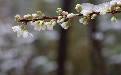 Погода удивит: Беларусь накроют заморозки до −5 °C