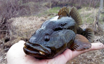 От сомика до солнечного окуня: учёные отслеживают угрозу для белорусских водоёмов