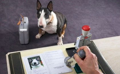 Какие документы нужны для регистрации домашнего животного? А, если оно опасное?