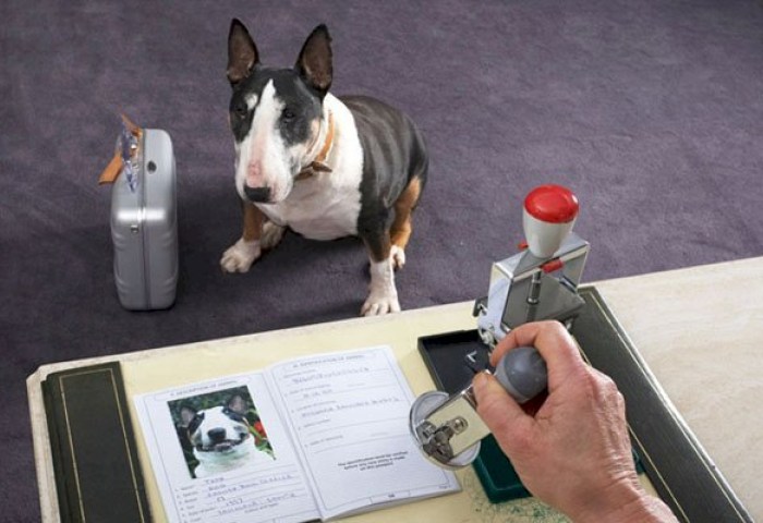 Какие документы нужны для регистрации домашнего животного? А, если оно опасное?