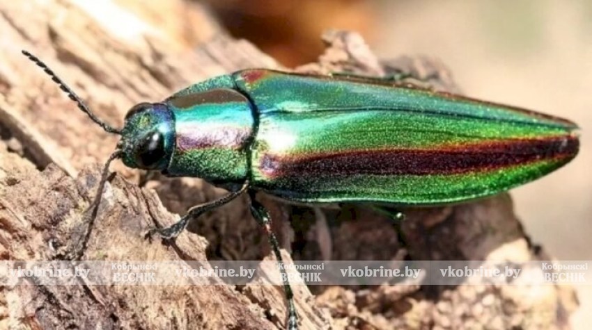 Не пропустите угрозу: в Беларуси появился жук, способный погубить деревья за пару лет