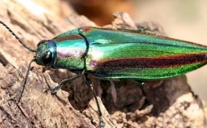 Не пропустите угрозу: в Беларуси появился жук, способный погубить деревья за пару лет