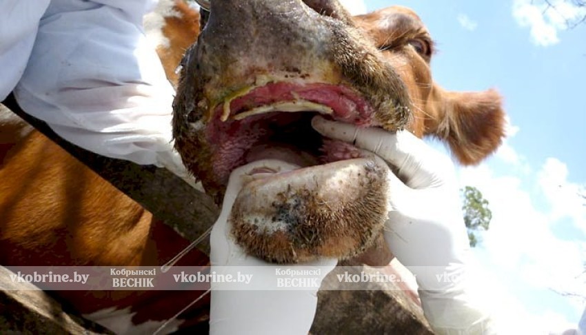 Ящур: от фермы до стола — где подстерегает опасность?
