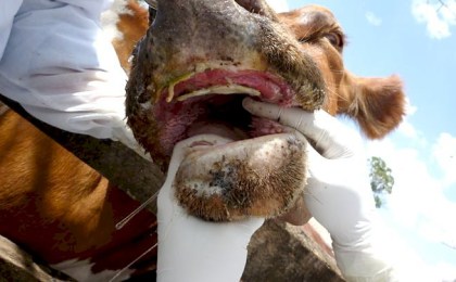 Ящур: от фермы до стола — где подстерегает опасность?