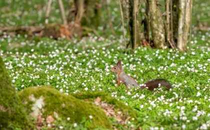 Безопасные праздники: гослесохрана усилит дежурства на Радоницу