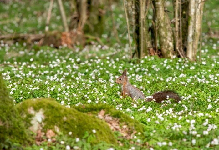 Безопасные праздники: гослесохрана усилит дежурства на Радоницу