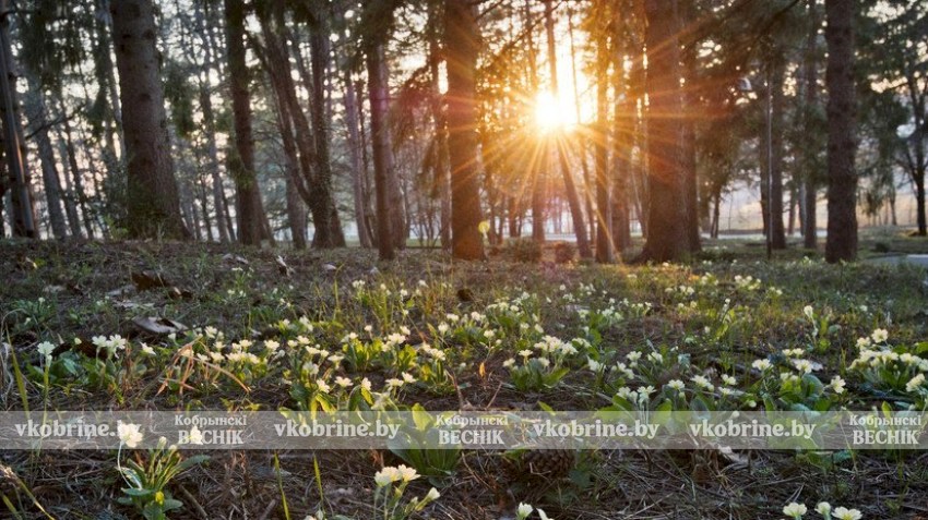 Горячий старт весны - март 2026 года признан рекордно теплым в Беларуси