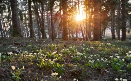 Горячий старт весны - март 2026 года признан рекордно теплым в Беларуси