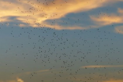 Сезон мошек на Кобринщине: как пережить пик активности, рассказал специалист Кобринского ЗЦГиЭ