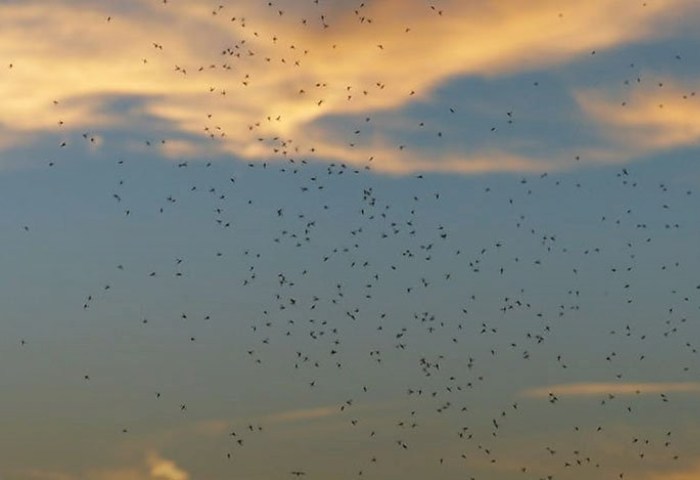 Сезон мошек на Кобринщине: как пережить пик активности, рассказал специалист Кобринского ЗЦГиЭ