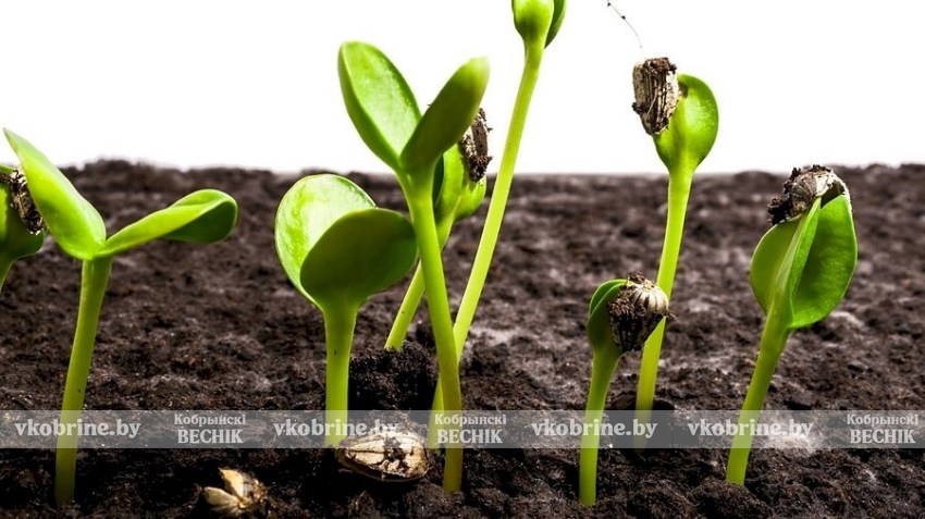 Знаете ли вы, как ускорить прорастание семян и при чем здесь бумажные полотенца?