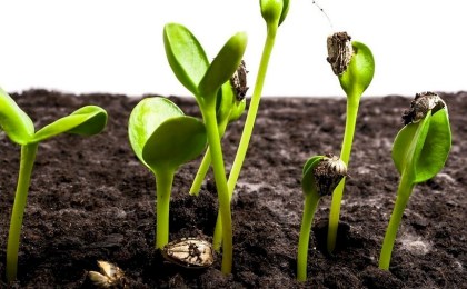 Знаете ли вы, как ускорить прорастание семян и при чем здесь бумажные полотенца?