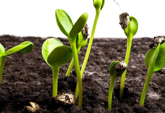 Знаете ли вы, как ускорить прорастание семян и при чем здесь бумажные полотенца?